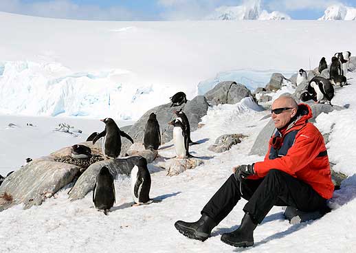 Pingviner på Grönland